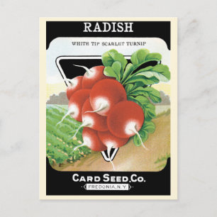 Vintage Seed Packet Label Art, Scarlet Radishes Postcard