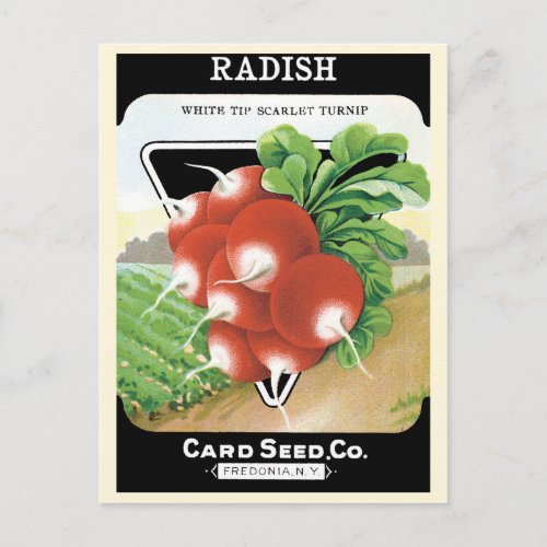 Vintage Seed Packet Label Art Scarlet Radishes Postcard