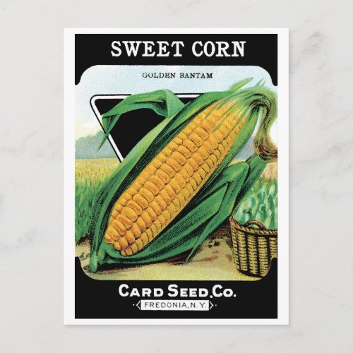 Vintage Seed Packet Label Art Sweet Yellow Corn Postcard