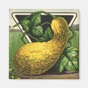 Vintage Seed Packet Label Art Yellow Summer Squash Magnet