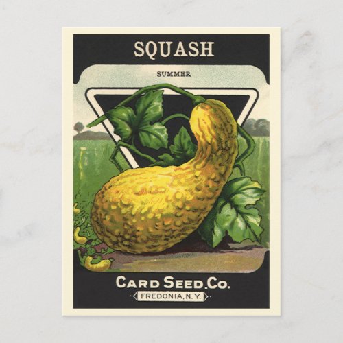 Vintage Seed Packet Label Art Yellow Summer Squash Postcard