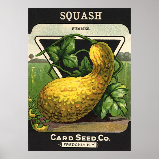 Vintage Seed Packet Label Art Yellow Summer Squash Poster