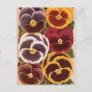 Vintage Seed Packet Labels, Garden Pansy Flowers Postcard