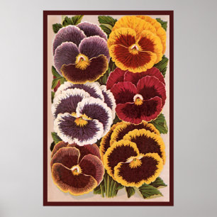 Vintage Seed Packet Labels, Garden Pansy Flowers Poster