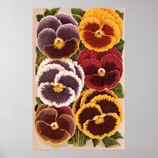 Vintage Seed Packet Labels, Garden Pansy Flowers Poster