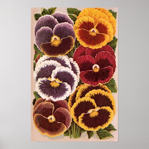 Vintage Seed Packet Labels, Garden Pansy Flowers
