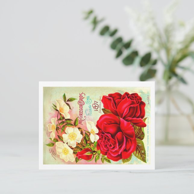 Vintage Seed Packet Postcards.  Postcard (Standing Front)