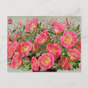 Vintage Seed Packets Cards, Postage and Gifts Postcard