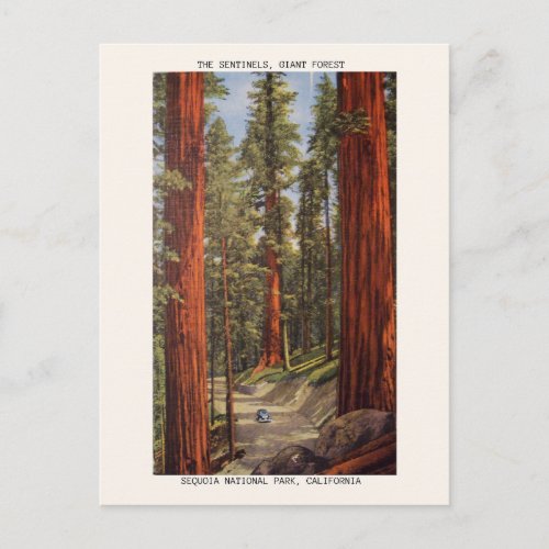 Vintage Sentinels Trees Sequoia National Park Postcard