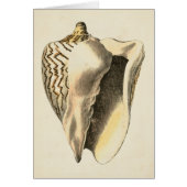 Vintage Sepia Conch Shell (Front)