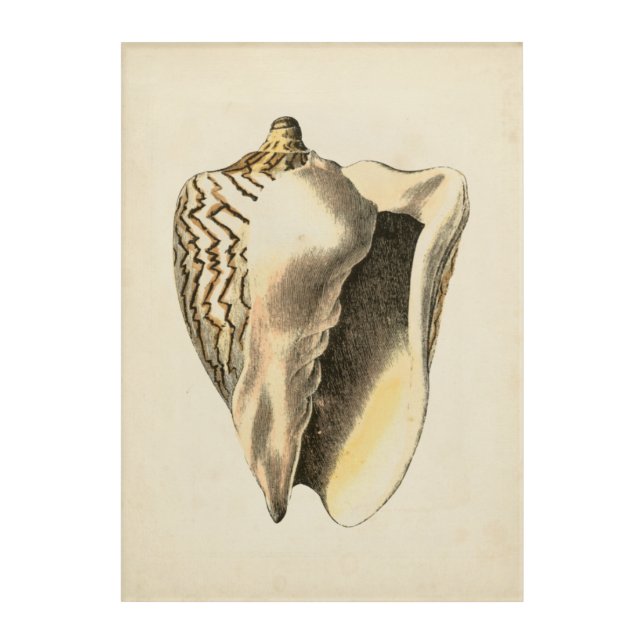 Vintage Sepia Conch Shell Acrylic Print (Front)