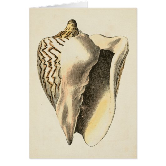 Vintage Sepia Conch Shell Cards (Front)