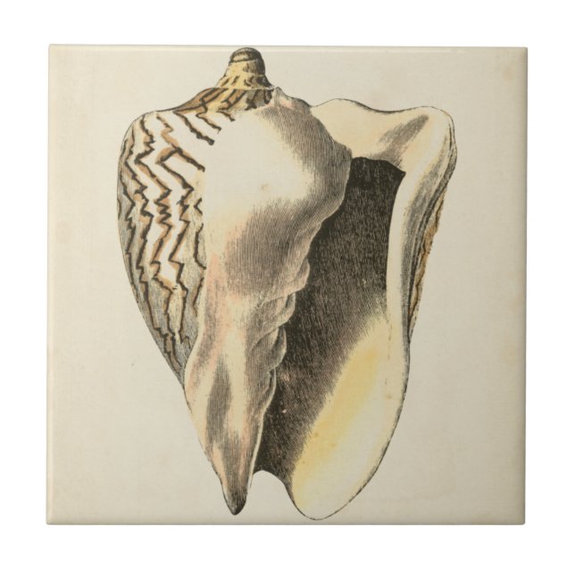 Vintage Sepia Conch Shell Ceramic Tile (Front)