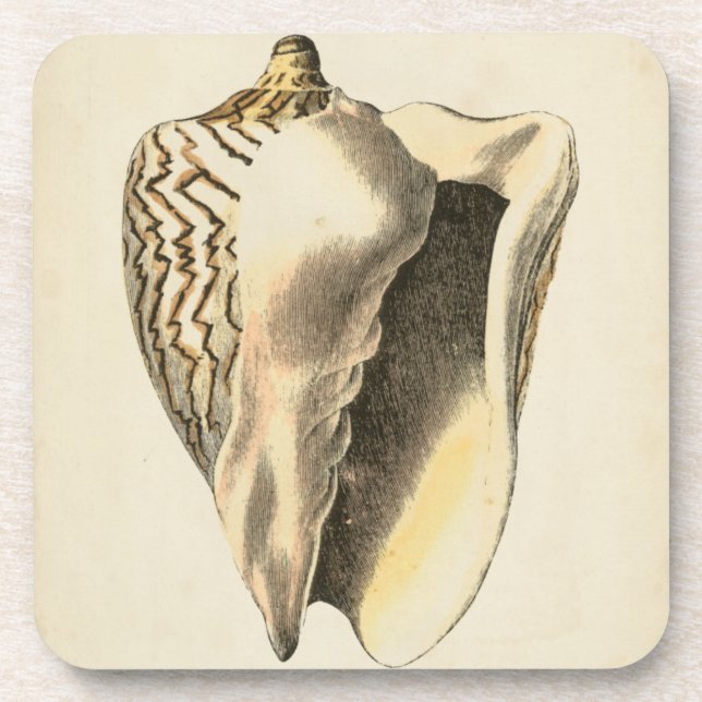 Vintage Sepia Conch Shell Coaster (Front)