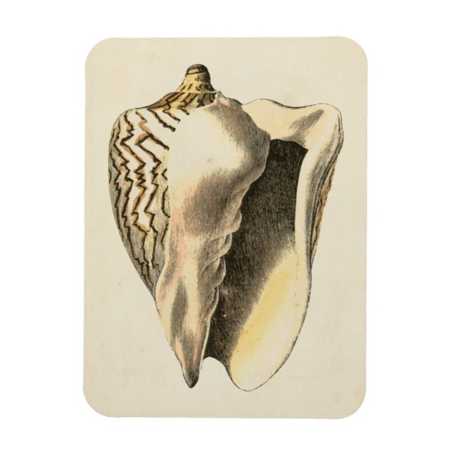 Vintage Sepia Conch Shell Magnet (Vertical)
