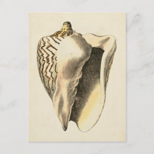 Vintage Sepia Conch Shell Postcard