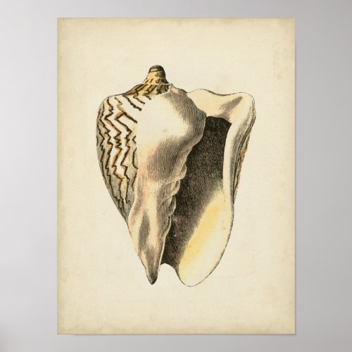 Vintage Sepia Conch Shell Poster