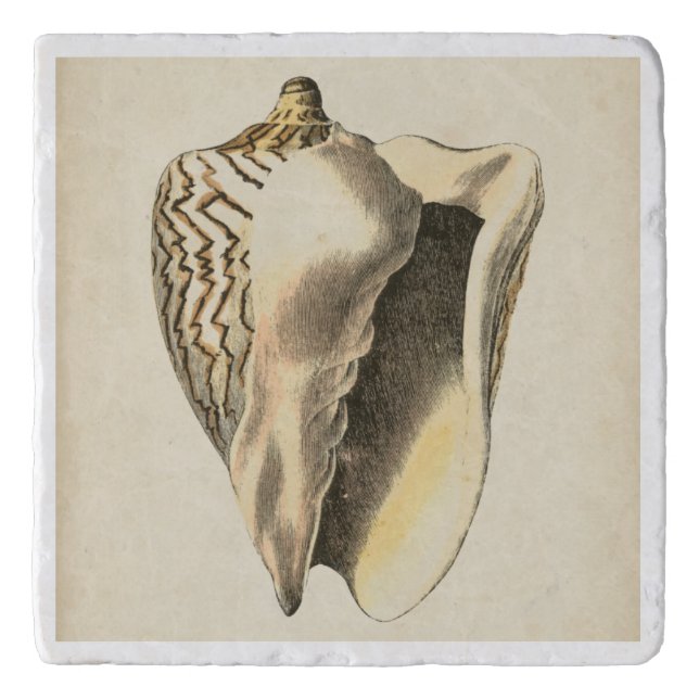 Vintage Sepia Conch Shell Trivet (Front)
