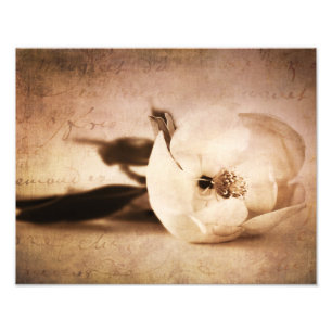 Vintage Sepia Magnolia Flower Floral Flower Photo Print