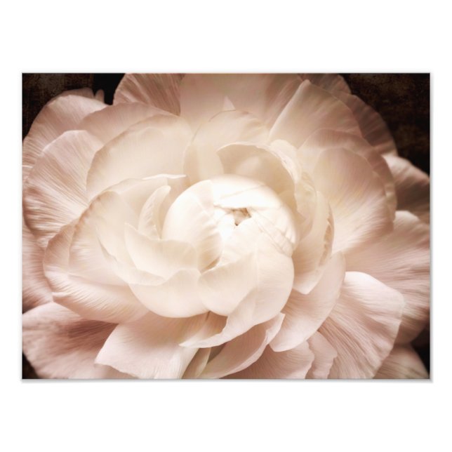 Vintage Sepia White & Cream Ranunculus Background Photo Print (Front)