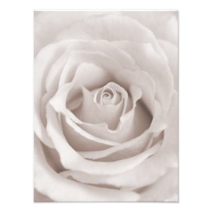 Vintage Sepia White & Cream Rose Background Custom Photo Print