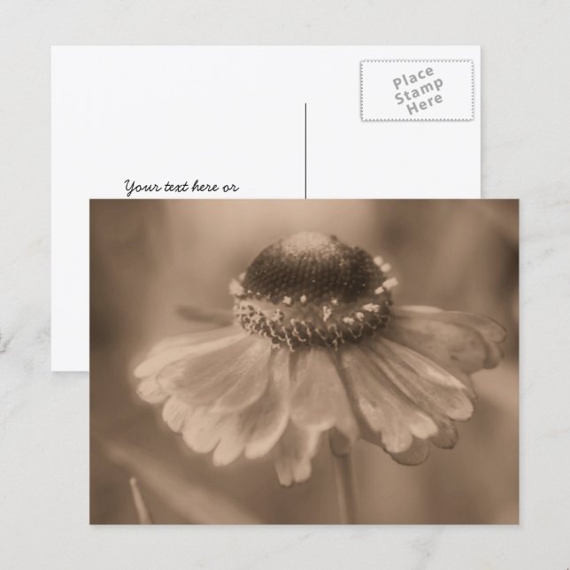 Vintage Sepia Zinnia Flower Personalized Postcard (Front/Back)