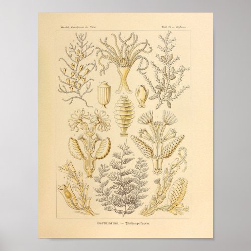 Vintage Sertulariae Color Ernst Haeckel Print