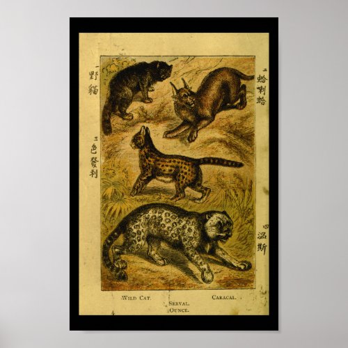 Vintage Serval Wild Cat Natural History Print