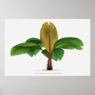 Vintage Seychelles palm tree print