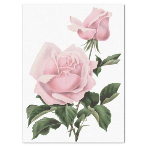 Vintage Shabby Pink Floral Roses Tissue Paper