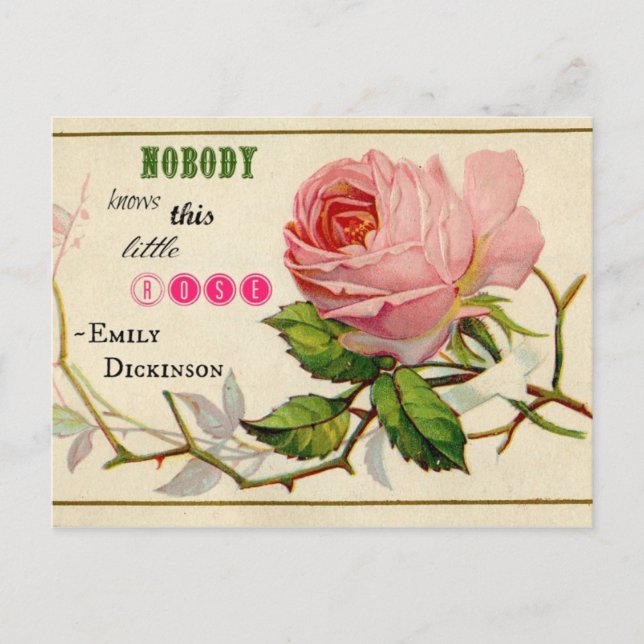Vintage Shabby Pink Rose Postcard (Front)