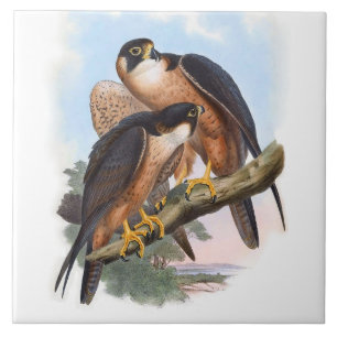 Vintage Shaheen Falcon Bird Animal Illustration Ceramic Tile