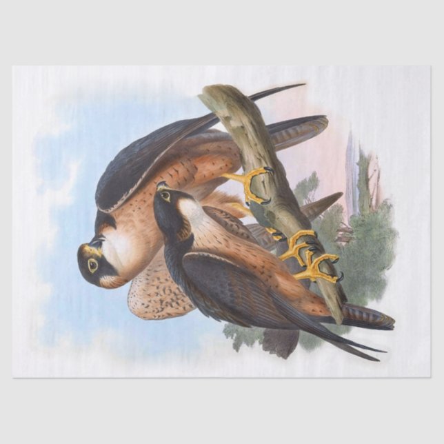 Vintage Shaheen Falcon Bird Decoupage Tissue Paper (Front)