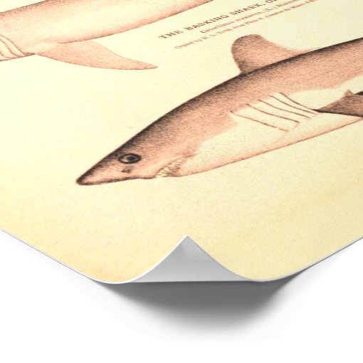 Vintage Shark Illustrations Poster Zazzle