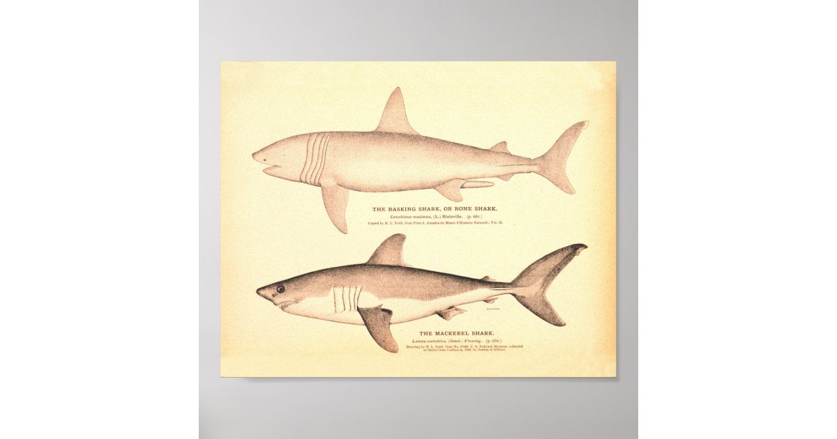 Vintage Shark Illustrations Poster