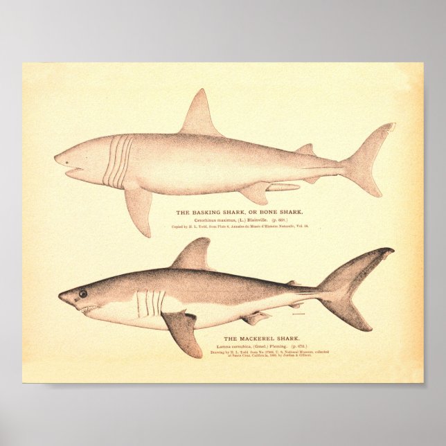 Vintage Shark Illustrations Poster (Front)