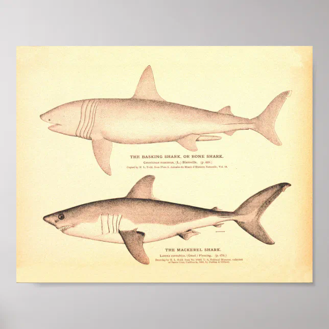 Vintage Shark Illustrations Poster Zazzle