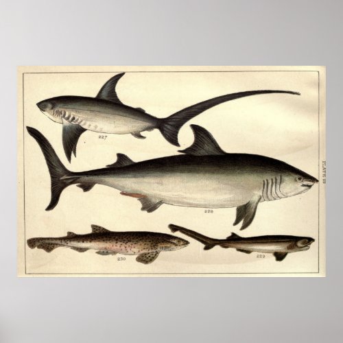 Vintage Shark Illustrative Diagram 1901 Poster
