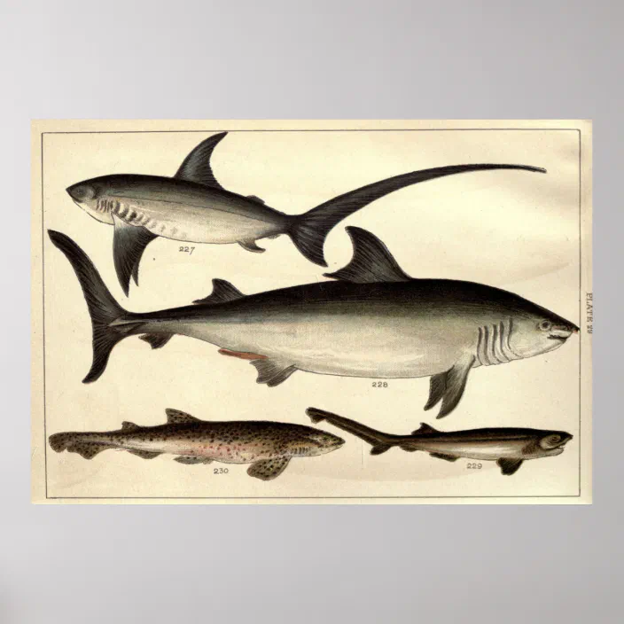 Vintage Shark Illustrative Diagram (1901) Poster | Zazzle.com