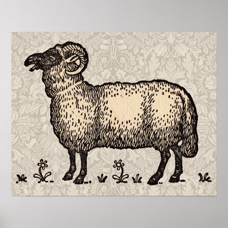 Vintage Sheep Farm Animal Illustration Poster Zazzle