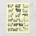 Vintage Sheep Postcard at Zazzle