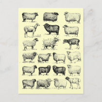 Vintage Sheep Postcard