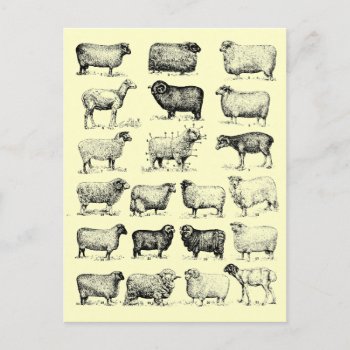 Vintage Sheep Postcard by lostlit at Zazzle