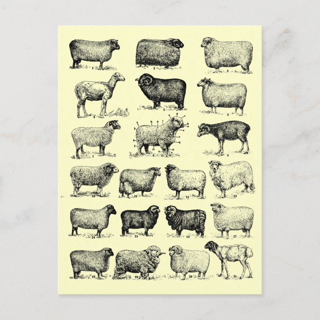 Vintage Sheep Postcard (Front)