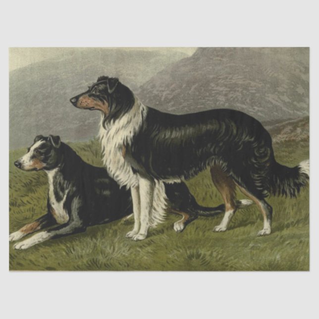 Vintage Sheepdogs Tissue Paper (Front)