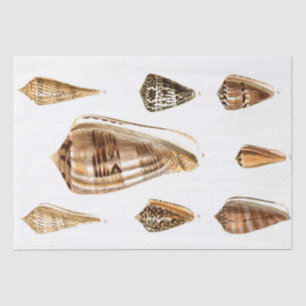 Vintage Shelling Tissue Paper