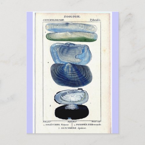 Vintage Shells Postcard