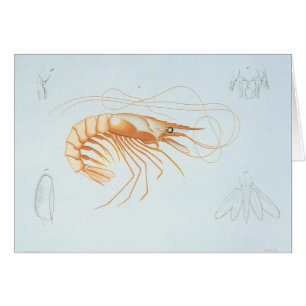 Vintage Shrimp, Marine Life Ocean Animals Anatomy