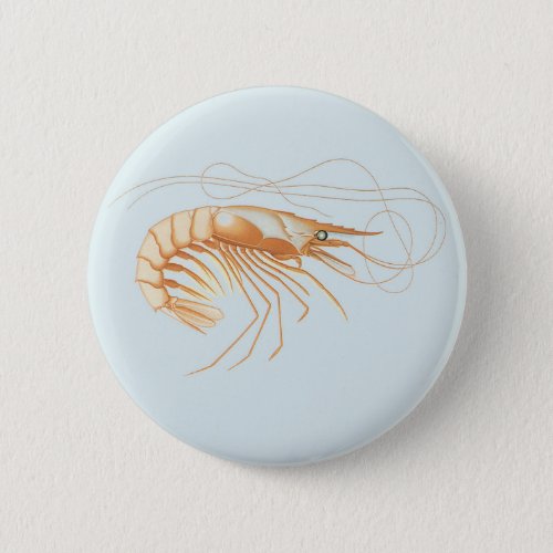 Vintage Shrimp Marine Life Ocean Animals Anatomy Button