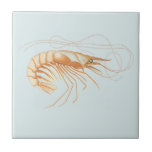 Vintage Shrimp, Marine Life Ocean Animals Anatomy Ceramic Tile